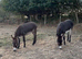 Donkeys 2 jennys