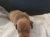 miniature dachshund puppies