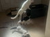 Blk/white kittens ready to go