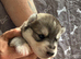 Husky mixed puppies from family home