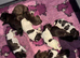 Kc reg german wirehaired pointer puppies for sale