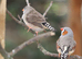 Various Zebra Finch Varieties