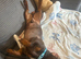 18 month old Dachshund
