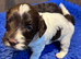 Sproodle x Cockapoo