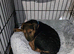 Lakeland terrier pup