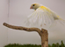 Canaries available