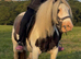 For sale henny 12.2hh cob mare