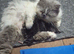 Beautiful fluffy Persian kittens