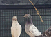 Three highflyers