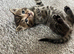 9 kittens available