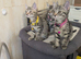 Adorable kittens in London(SE18)