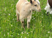 Lovely Little Pygmy Goat -'Little Bear'