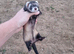 Polecat lurcher micro- throws small kits with small hobs. (300G)