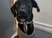 Beautiful 6 month old Labrador/Dalmatian