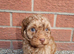 Cockapoo puppies