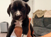 Cane corso/dalmatian