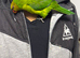Talking lorikeet just under a year old for sale