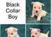 7 Wonderful Westie Pups