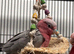 Hand Reared Baby Galah Cockatoos