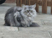 Female Maine coon