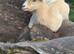 A pair of golden guernsey x pygmy goat kids for sale
