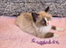 GCCF Registered Ragdoll Kittens
