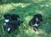 Traditional Border Collie Puppies