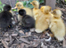 Beautiful indian runner ducklings