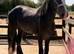 Big 2yr old gelding to make 15.2 plus