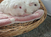 Sheltie and coronet boy guinea pigs