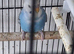 Baby budgies
