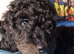 REHOMED NOW! cockapoo boy