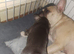 Last french bull dog puppy chocolate and tan