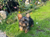 Yorkshire terrier puppy