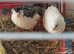 Available 2 x 6 weeks old Beautiful boys Tiny Button Quails - Pure White and Tuxedo Leopard Print Pied