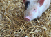 Mini piglets