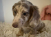 Beautiful Merle Dachshund Puppies Available! ️