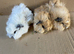 Baby Male Guinea Pigs For Sale