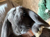 Mini lop blue girl