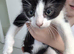 8 week old kittens