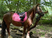 Stunning little Cob Mare