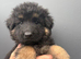 Long haired German shepherd puppies