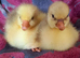Goslings for sale