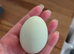 Cream legbar hens