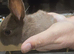 10 beautiful mixed breed rabbits