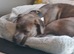 Staffie