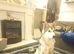 Sable siberian husky