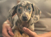 Miniature dachshund ( Last blue dapple female)