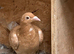 Recessive Yellow racing racer pigeon bred 2026