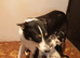 Traditional and Merle Border Collie Puppies
